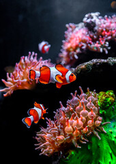 Tropical sea corals and clown fish (Amphiprion percula) in marine aquarium. Copy space for text