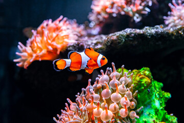 Naklejka na ściany i meble Tropical sea corals and clown fish (Amphiprion percula) Wonderful and beautiful underwater world with corals and tropical fish. Copy space for text
