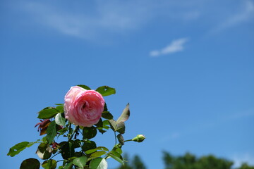 初夏のバラと青空