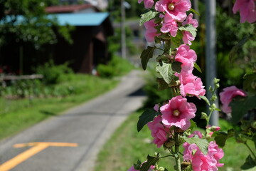 田舎道にひっそりと咲く芙蓉の花