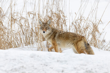 Hunting Coyote in the Snow - obrazy, fototapety, plakaty