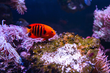Naklejka na ściany i meble Flame Angelfish, Centropyge loricula, is a dwarf or pygmy marine angelfish from the tropical waters of the Pacific Ocean.Copy space for text
