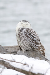  Snowy Owl bird