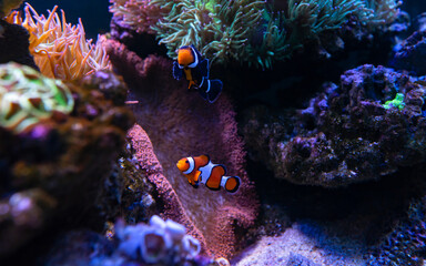 Tropical sea corals and clown fish (Amphiprion percula) Wonderful and beautiful underwater world with corals and tropical fish. Copy space for text - obrazy, fototapety, plakaty