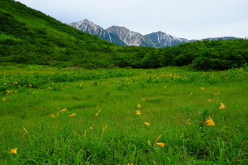 ニッコウキスゲの咲く鎌池湿原から残雪の白馬三山を望む