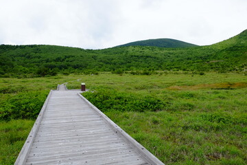 浄土平湿原の木道