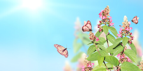 Sunny spring background with pink flowers and three Monarch butterfly. Horizontal summer banner...