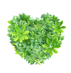 Fototapeta na wymiar Responsible consumption. Heart made from green leaves. Love of nature. Ecology and zero waste concept