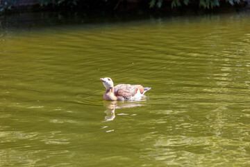 Young goose swimming in a lake