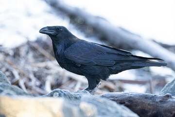 Black Raven bird