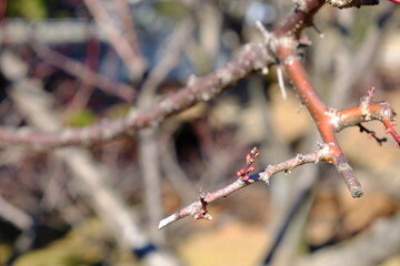 公園にある梅の木の花の小さなつぼみ