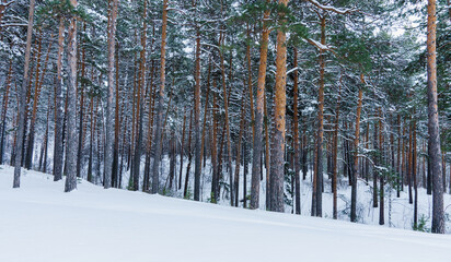 Winter pine forest with clear snow after snowfall. Winter landscape.