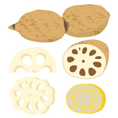 蓮根のイラスト