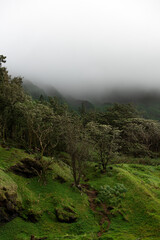 Green mountain hill with trees and fog at the top.