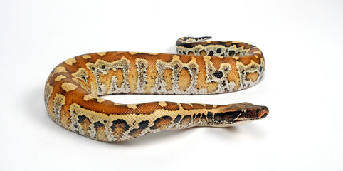 Blood python // Blutpython (Python brongersmai) 