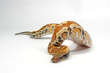 Blood python // Blutpython (Python brongersmai) 