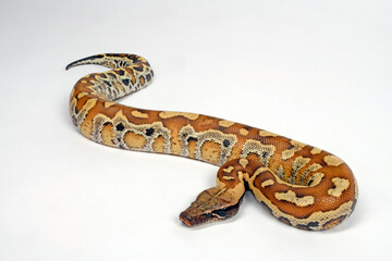 Blutpython // blood python (Python brongersmai) 