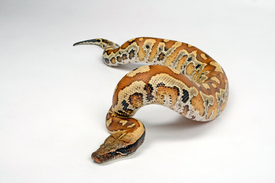 Blutpython // blood python (Python brongersmai) 