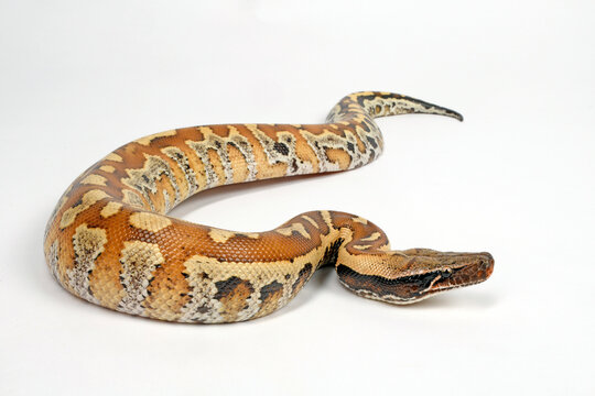 Blood python // Blutpython (Python brongersmai) 
