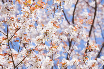 晴れた日の満開のヤマザクラ
