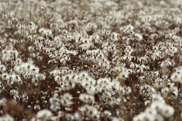 wild flowers late autumn landscape, dry grass and plants