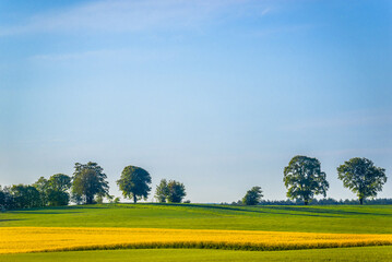 Countryside landscape. Farm with yellow blooming rapeseed field, grass and trees in spring rural...