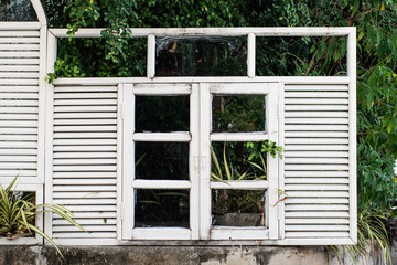 An old wooden white window. Summer Vintage Background. Green branches of plants look out of the open window. Gardening