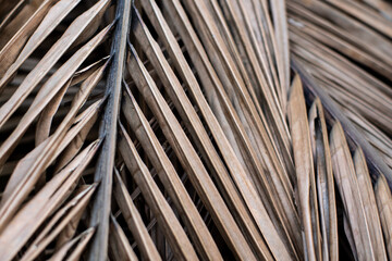 Natural trend background. Beige dry palm leaves. Desktop wallpapers. screensaver. exotic plants. Soft focus