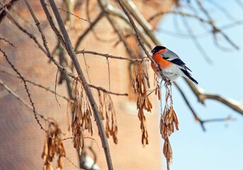 The bullfinch bird is sitting on a branch