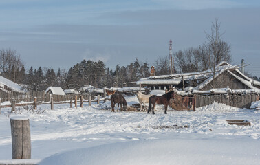 Three horses are eating hay in the yard of the house