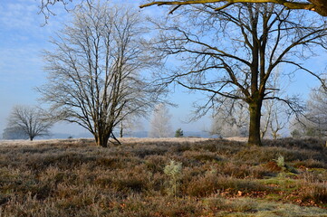 Winter Landschaft in der Lüneburger Heide, Niedersachsen