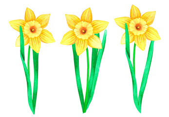 Daffodils set. Watercolor easter illustration. Isolated on a white background.