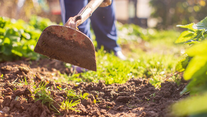 Preparing an agricultural field for planting seasonal vegetables and fruits in spring. Garden seasonal work concept