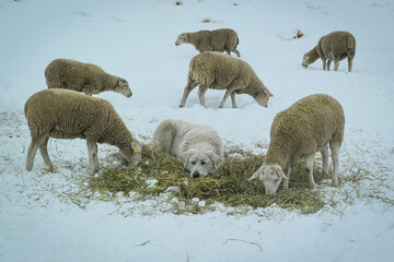 Livestock guardian dog protecting lambs on a ranch in Eastern Oregon