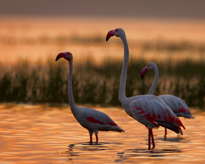 Three beautiful migratory Flamingos enjoying the golden sunset near Pune in India.