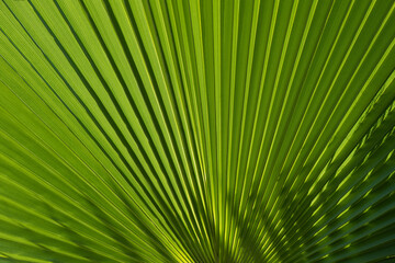 Tropical palm leaves with abstract green texture background. Tropical green pattern texture.