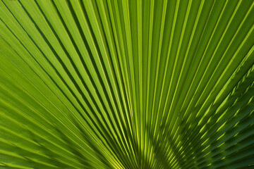 Obraz premium Tropical palm leaves with abstract green texture background. Tropical green pattern texture.
