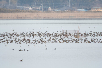 Flock of baikal teals in Imbanuma