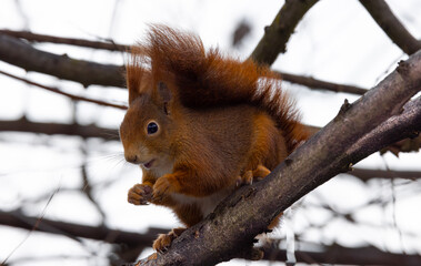 Rotes Eichhörnchen auf Ast.
