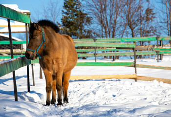 Fototapeta na wymiar big beautiful horses in the paddock. horses close-up horses in nature stable blue sky sunny day beauty animals agriculture winter snow