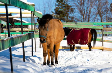 big beautiful horses in the paddock. horses close-up horses in nature stable blue sky sunny day...