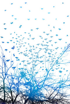 Realistic illustration with silhouettes of three birds - crows or ravens sitting on blue tree branch without leaves and flying, isolated on white background - vector