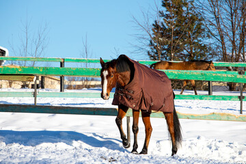 Fototapeta na wymiar big beautiful horses in the paddock. horses close-up horses in nature stable blue sky sunny day beauty animals agriculture winter snow