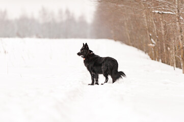 Naklejka premium black dog runs through a snowy field in winter