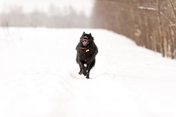 black dog runs through a snowy field in winter