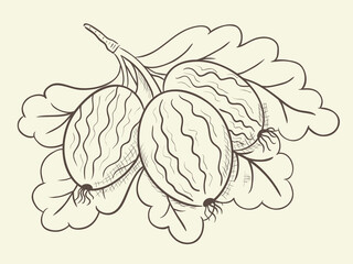 Hand drawn berries. Gooseberry