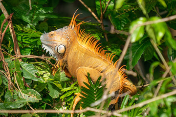 Land iguana endemic to the Galapagos islands, Ecuador