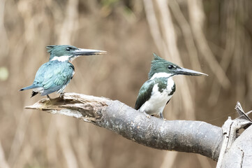 Belted Kingfisher Portrait in Pennsylvania