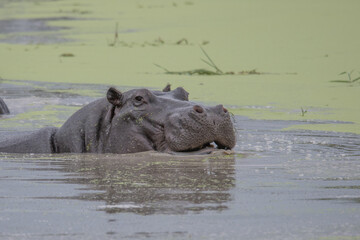 Hippo with open muzzle in the water. African Hippopotamus, Hippopotamus amphibius capensis, with...