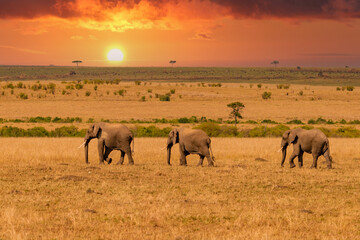 Clsoe up of African Bush Elephants walking on the road in wildlife reserve. Maasai Mara, Kenya,...